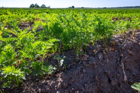 Téléchargez les photos : Les champs agricoles sur les pentes des collines sont plantés de carottes. La culture pousse bien après l'ensemencement, a de bonnes feuilles saines, la culture de racines. L'été dans l'ouest de l'Ukraine dans la région de Lviv. - en image libre de droit