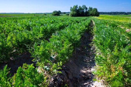Foto de Los campos agrícolas en las laderas de las colinas están plantados con zanahorias. El cultivo crece bien después de la siembra, tiene buenas hojas sanas, cultivo de raíces. El verano en el oeste de Ucrania en la región de Lviv. - Imagen libre de derechos