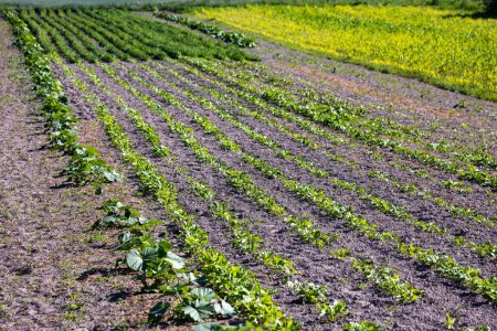 Los campos de pequeños agricultores plantados con zanahorias, cebollas, papas, repollo, maíz, trigo, remolacha, soja, frijoles y otras verduras. El verano en el oeste de Ucrania en la región de Lviv.