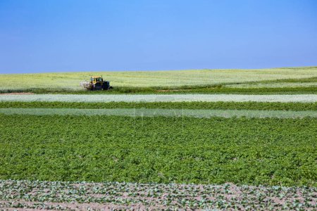 Photo for The tractor with sprayer on the fields of small farmers planted with carrots, onions, potatoes, cabbage, corn, wheat, beets, soybeans, beans, and other vegetables. The west of Ukraine in Lviv region. - Royalty Free Image