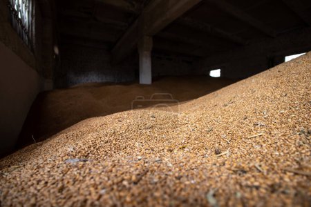 Téléchargez les photos : Pieux de grains de blé à l'entrepôt du moulin ou au silo à grains. Le principal groupe de produits de base sur les marchés alimentaires - en image libre de droit