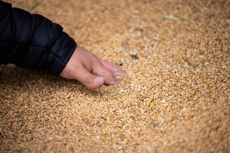 Foto de La mano de un agricultor recoge granos en un montón de granos de trigo que se secan en el almacén del molino o en el elevador de granos. El principal grupo de productos básicos en los mercados alimentarios - Imagen libre de derechos