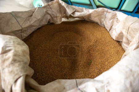 Téléchargez les photos : Grains de blé en sac à l'entrepôt de moulin ou silo à grains. Le principal groupe de produits de base sur les marchés alimentaires - en image libre de droit
