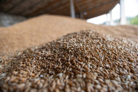 Foto de Montones de granos de trigo en el almacén del molino o elevador de granos. El principal grupo de productos básicos en los mercados alimentarios - Imagen libre de derechos