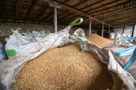 Foto de Pilas y sacos de granos de trigo que se secan en el almacenamiento del molino o elevador de granos. El principal grupo de productos básicos en los mercados alimentarios - Imagen libre de derechos