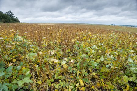Téléchargez les photos : Un champ agricole semé de soja. La culture est presque mûre, les gousses sont abondantes sur les tiges. Quelque part dans la région de Lviv dans l'ouest de l'Ukraine. - en image libre de droit