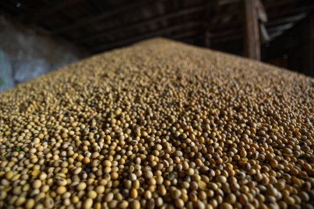 Téléchargez les photos : Piles de grains de soja séchant au broyeur ou au silo à grains. Le principal groupe de produits de base sur les marchés alimentaires. Quelque part dans la région de Lviv dans l'ouest de l'Ukraine. - en image libre de droit