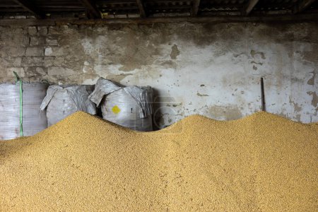 Pilas y sacos de granos de soja que se secan en el almacenamiento del molino o elevador de granos. El principal grupo de productos básicos en los mercados de alimentos. En algún lugar de la región de Lviv en el oeste de Ucrania.