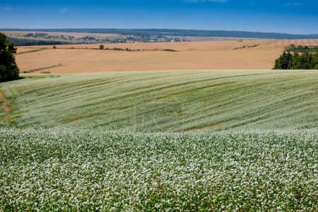 Téléchargez les photos : D'énormes champs agricoles sur les collines sont séparés par des bandes forestières. Un champ fleuri de sarrasin. Terres agricoles dans la région de Ternopil dans l'ouest de l'Ukraine. - en image libre de droit