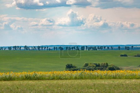 Foto de Campos agrícolas interminables se siembran con diversos cultivos. Una franja de campo de girasol. Paisaje rural pacífico. Verano en la región oriental de Ucrania, en algún lugar en Slobozhanshchyna. - Imagen libre de derechos