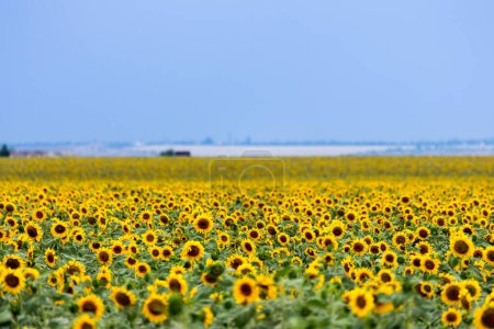 Photo for Large farm fields are sown with sunflowers. Expressive rural landscape. It is the middle of summer in the southern region of Ukraine, somewhere in the Mykolaiv region. - Royalty Free Image