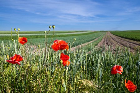Photo for A fields of green wheat. Typical summertime landscape in Ukraine. Theme: Food security. Agricultural. Farming. Food production. Flowers of red poppies on foreground. Somewhere in west of Ukraine - Royalty Free Image