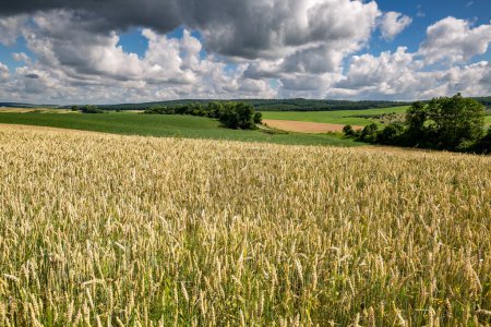 Téléchargez les photos : Des champs de blé mûr, prêts pour la récolte. Paysage typique de l'été en Ukraine. Thème conceptuel : Sécurité alimentaire. Agricole. L'agriculture. Production alimentaire. Région de Ternopil. - en image libre de droit