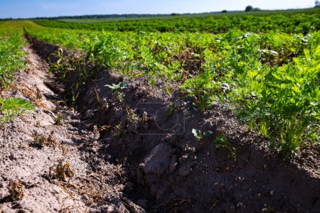 Téléchargez les photos : Les champs agricoles sur les pentes des collines sont plantés de carottes. La culture pousse bien après l'ensemencement, a de bonnes feuilles saines, la culture de racines. L'été dans l'ouest de l'Ukraine dans la région de Lviv. - en image libre de droit