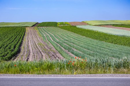 Téléchargez les photos : Les champs agricoles sur les pentes des collines sont plantés d'oignons de printemps. La culture pousse bien après l'ensemencement, a de bonnes feuilles et racines saines. L'été dans l'ouest de l'Ukraine dans la région de Lviv. - en image libre de droit