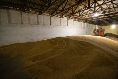 Téléchargez les photos : Pieux de grains de blé à l'entrepôt du moulin ou au silo à grains. Le principal groupe de produits de base sur les marchés alimentaires - en image libre de droit