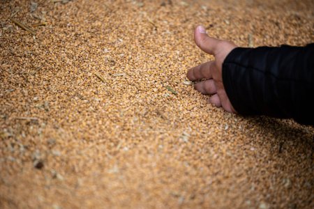 Foto de La mano de un agricultor recoge granos en un montón de granos de trigo que se secan en el almacén del molino o en el elevador de granos. El principal grupo de productos básicos en los mercados alimentarios - Imagen libre de derechos