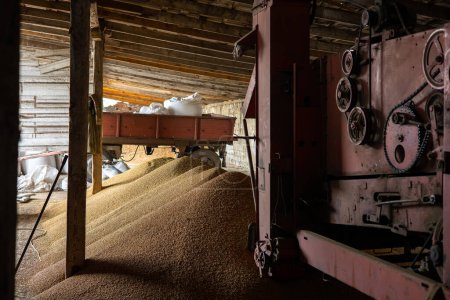 Foto de Pilas y sacos de granos de soja que se secan en el almacenamiento del molino o elevador de granos. El principal grupo de productos básicos en los mercados de alimentos. En algún lugar de la región de Lviv en el oeste de Ucrania. - Imagen libre de derechos
