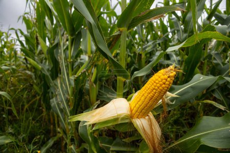 Téléchargez les photos : Un champ agricole semé de maïs. La culture a bien grandi au cours de l'été, fleurit et forme des épis. Une épi ouverte au premier plan. Le début de l'automne dans l'ouest de l'Ukraine dans la région de Lviv. - en image libre de droit