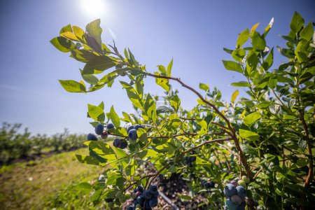 Téléchargez les photos : Arbustes de bleuets sur une plantation irriguée. La mi-juillet est le temps des baies mûres et de la première récolte. Grandes baies juteuses aigre-douce sur les branches. - en image libre de droit