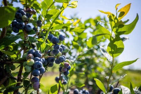 Photo for Blueberry bushes on an irrigated plantation. Mid-July is the time of ripe berries and the first harvest. Large sweet and sour juicy berries on the branches. - Royalty Free Image
