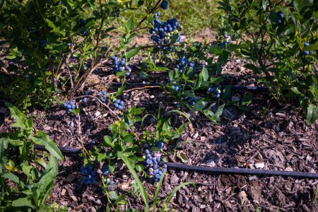 Téléchargez les photos : Arbustes de bleuets sur une plantation irriguée. La mi-juillet est le temps des baies mûres et de la première récolte. Grandes baies juteuses aigre-douce sur les branches. - en image libre de droit