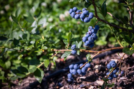 Blaubeersträucher auf einer bewässerten Plantage. Mitte Juli ist die Zeit der reifen Beeren und der ersten Ernte. Große süß-saure saftige Beeren an den Zweigen.
