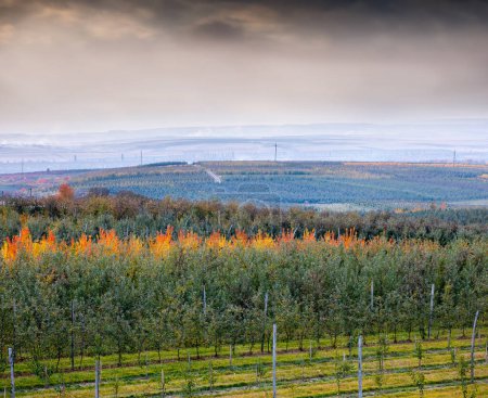 Foto de Pintoresco paisaje de huertos frutales, hileras interminables de árboles jóvenes de pequeñas y grandes fincas frutales en las colinas. Temporada de cosecha de otoño en huertos agrícolas en la región de Bukovyna, Ucrania. - Imagen libre de derechos