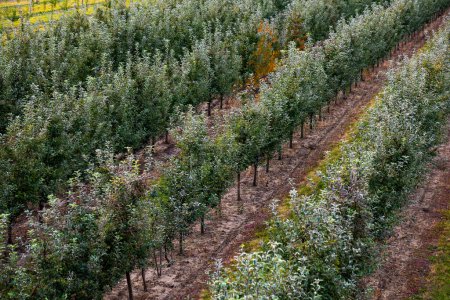 Foto de Huertos de manzanas frutales, infinitas filas de árboles jóvenes en una gran granja agrícola. Día de la cosecha de otoño en los huertos agrícolas en la región de Bukovyna, Ucrania. - Imagen libre de derechos