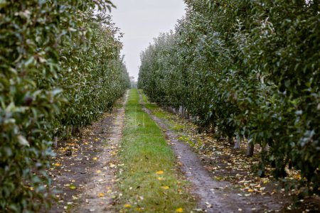 Foto de Huertos de manzanas frutales, infinitas filas de árboles jóvenes en una gran granja agrícola. Día de la cosecha de otoño en los huertos agrícolas en la región de Bukovyna, Ucrania. - Imagen libre de derechos