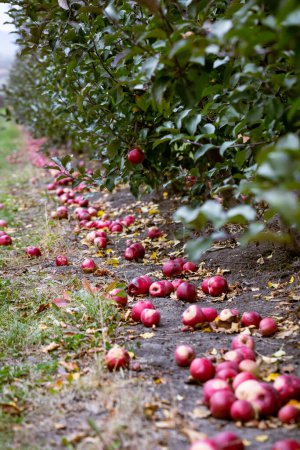 Photo for Overripe fruits that have fallen to the ground are not considered to be in condition. They will be for processing. Ripe fruits of red apples on the ground. Fall harvest day in farmer's orchards. - Royalty Free Image