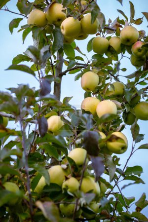 Foto de Frutos maduros de manzanas de la variedad Golden en las ramas de los manzanos jóvenes. Día de la cosecha de otoño en los huertos agrícolas en la región de Bukovyna, Ucrania. - Imagen libre de derechos