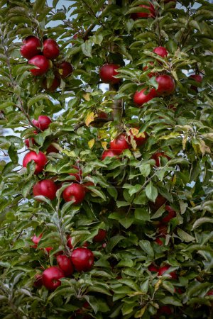 Foto de Frutos maduros de manzanas rojas en las ramas de los manzanos jóvenes. Día de la cosecha de otoño en los huertos agrícolas en la región de Bukovyna, Ucrania. - Imagen libre de derechos