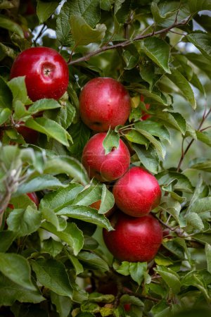Photo for Ripe fruits of red apples on the branches of young apple trees. Fall harvest day in farmer's orchards in Bukovyna region, Ukraine. - Royalty Free Image