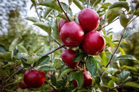 Téléchargez les photos : Fruits mûrs de pommes rouges sur les branches de jeunes pommiers. Jour de la récolte d'automne dans les vergers des agriculteurs de la région de Bucovine, Ukraine. - en image libre de droit