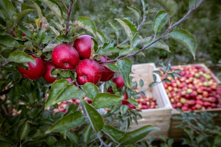 Téléchargez les photos : Fruits mûrs de pommes rouges sur les branches de jeunes pommiers. Jour de la récolte d'automne dans les vergers des agriculteurs de la région de Bucovine, Ukraine. - en image libre de droit