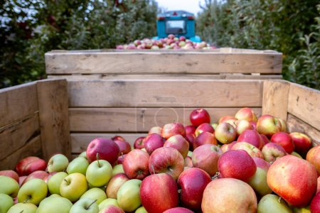 Téléchargez les photos : La récolte des pommes rouges fraîches mûres qui viennent d'être récoltées dans les arbres est pliée dans de grands conteneurs à palettes en bois. Capacité de production d'une ferme de vergers dans la région de Bukovyna, Ukraine. - en image libre de droit