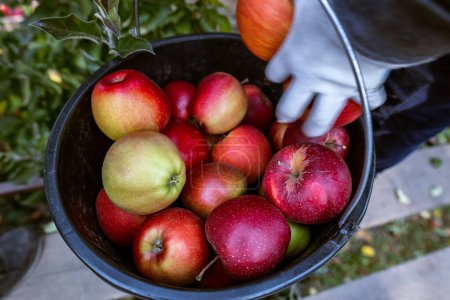 Foto de La cosecha de manzanas rojas maduras recién recolectadas de las ramas se pliega en grandes cubos de plástico. Capacidad de producción de una granja de huertos en la región de Bukovyna, Ucrania. - Imagen libre de derechos