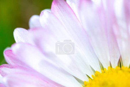 Eine rosa-weiße Gänseblümchenblümchen-Blume (Bellis perennis wird manchmal als Gänseblümchen, Rasenmargerite oder Englisches Gänseblümchen bezeichnet) auf einem grünen Rasen. Frühlingsszene im Makroobjektiv.