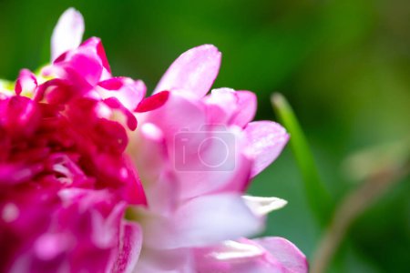 Foto de Una flor de margarita rosa-blanca (Bellis perennis a veces se califica o se conoce como margarita común, margarita de césped o margarita inglesa) en un césped verde. Escena de primavera en una toma de lentes macro. - Imagen libre de derechos