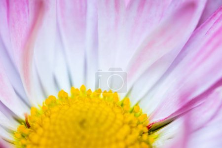A pink-white daisy flower(Bellis perennis it is sometimes qualified or known as common daisy, lawn daisy or English daisy) on a green lawn. Spring scene in a macro lens shot.