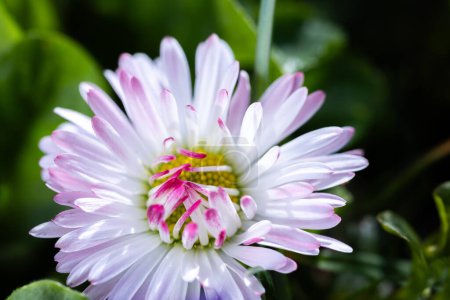 Eine Gänseblümchenblume (Bellis perennis wird manchmal als Gänseblümchen, Rasenmargerite oder Englisches Gänseblümchen bezeichnet) auf einem grünen Rasen. Frühlingsszene im Makroobjektiv.
