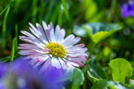 Eine Gänseblümchenblume (Bellis perennis wird manchmal als Gänseblümchen, Rasenmargerite oder Englisches Gänseblümchen bezeichnet). auf einem grünen Rasen, auf dem Veilchen üppig blühen. Frühlingsszene im Makroobjektiv.