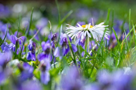 Eine Gänseblümchenblume (Bellis perennis wird manchmal als Gänseblümchen, Rasenmargerite oder Englisches Gänseblümchen bezeichnet). auf einem grünen Rasen, auf dem Veilchen üppig blühen. Frühlingsszene im Makroobjektiv.