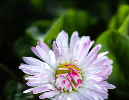 Eine Gänseblümchenblume (Bellis perennis wird manchmal als Gänseblümchen, Rasenmargerite oder Englisches Gänseblümchen bezeichnet). auf einem grünen Rasen. Frühlingsszene im Makroobjektiv.
