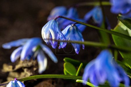 Téléchargez les photos : Une fleur de Scilla siberica communément connue sous le nom de squill sibérien ou squill de bois dans une prise de vue macro - en image libre de droit