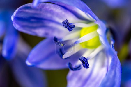 Una Scilla siberica florece comúnmente conocida como la squill siberiana o squill de madera en una macro toma de lente