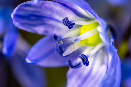 Una Scilla siberica florece comúnmente conocida como la squill siberiana o squill de madera en una macro toma de lente