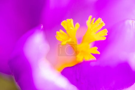 Téléchargez les photos : L'intérieur d'une fleur de crocus dans un plan macro - en image libre de droit