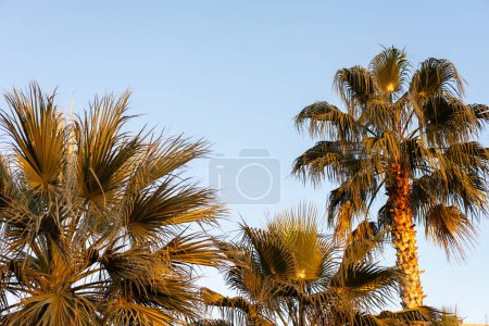 Palmenwedel sonnen sich im Sonnenlicht der goldenen Stunde